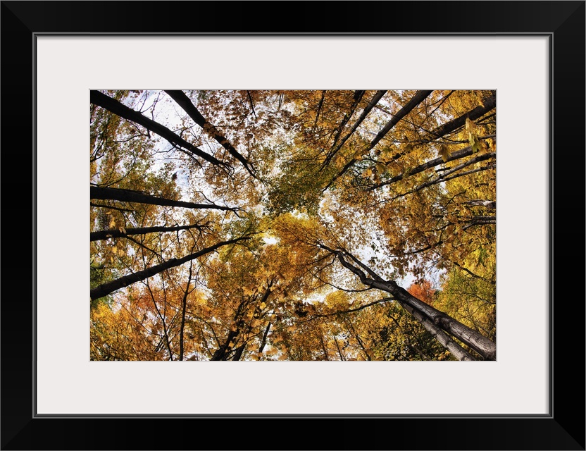 Trees with fall color in Vermont