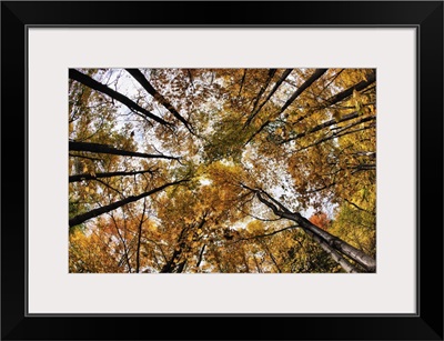 Trees with fall color in Vermont