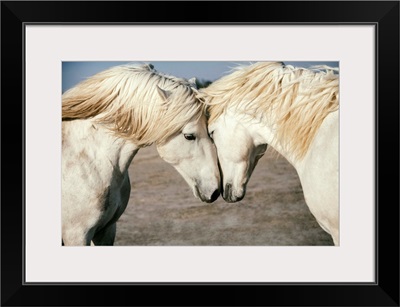 Two Camargue horses loving on each other in the South of France