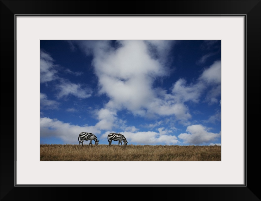 Two Zebras grazing