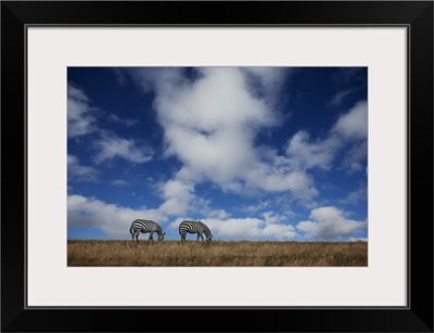 Two Zebras grazing