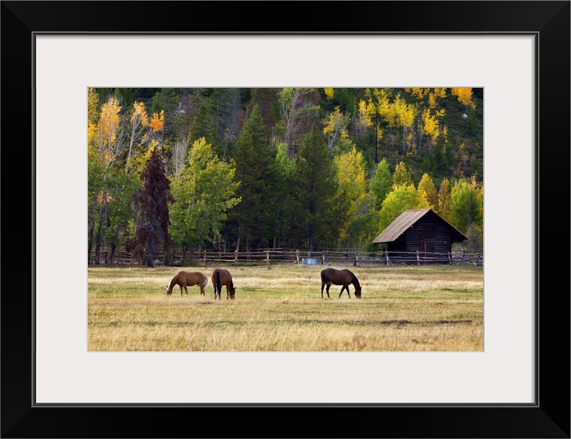 Horses in a corral at the foot of a tree covered mountain.