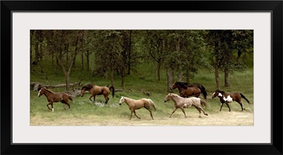 Western Horses running, near Yosemite, California
