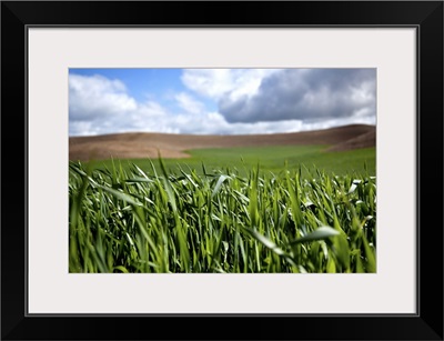 Wheat fields in the Palouse, Washington