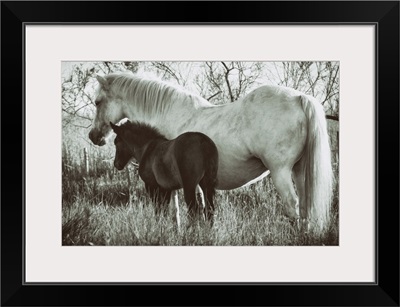 White Camargue horse and baby foal in the South of France