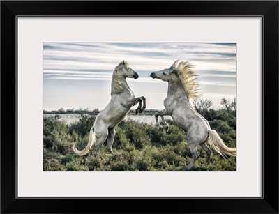 White Camargue horse stallions fighting by the water in the South of France
