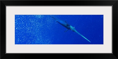 A broadbill swordfish swims below