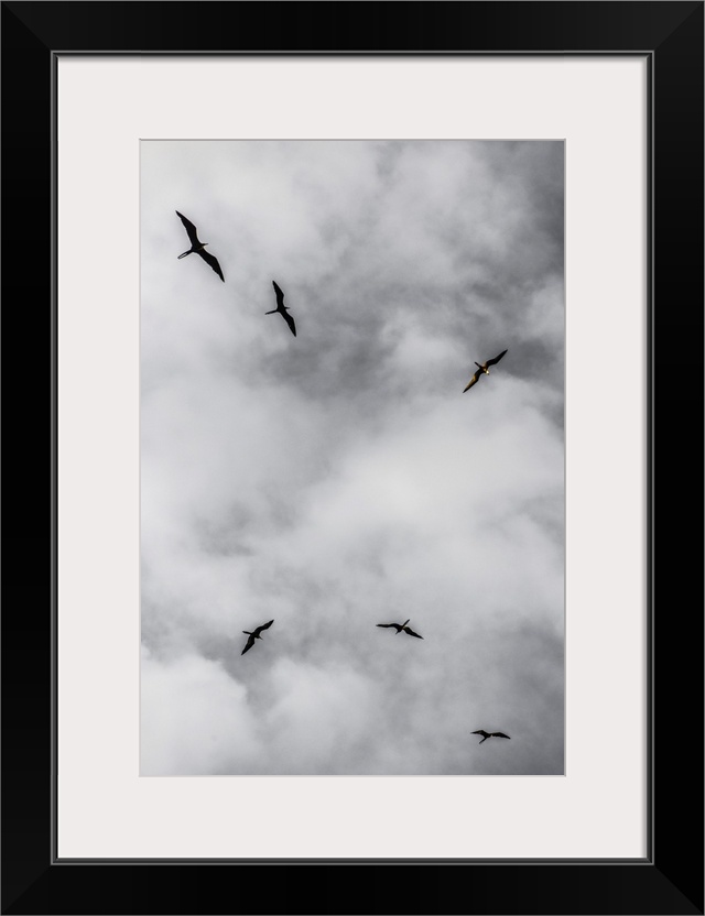 Seabirds circle above a remote island off southern Belize.