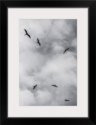 Seabirds Circle Above A Remote Island Off Southern Belize