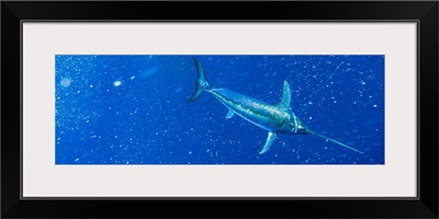 Underwater view of a big swordfish