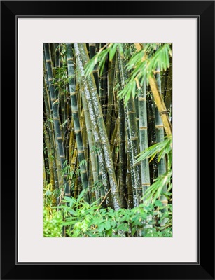 Wild Bamboo Growing In Costa Rica