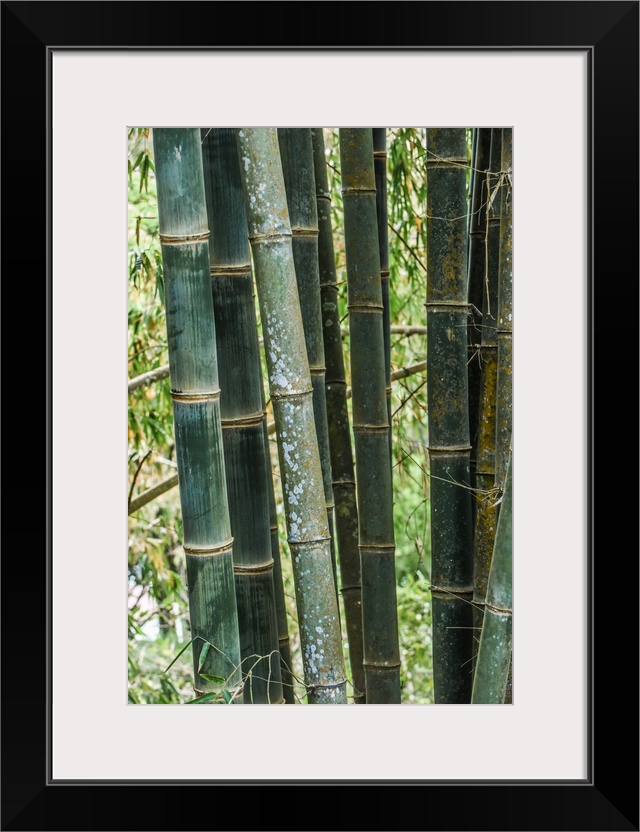 Wild Bamboo In Costa Rica