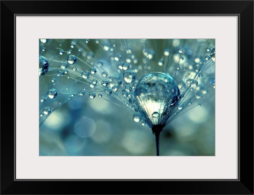 Dandelion with water droplets