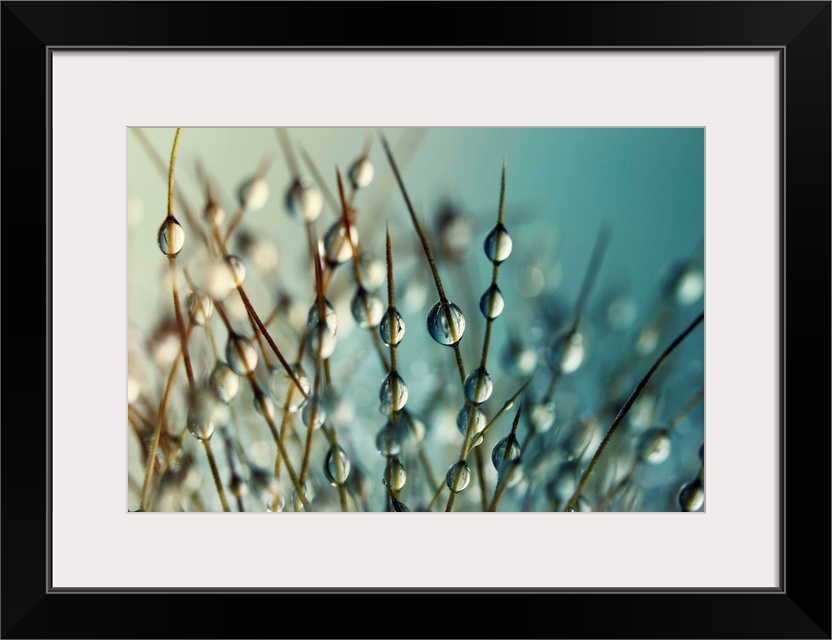 Cactus plant with water drops