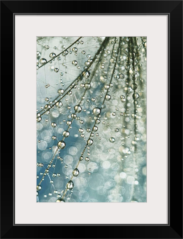 Water droplets on a Thistle seed.