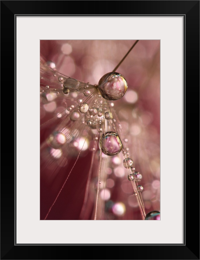 Water droplets on a single Dandelion seed.