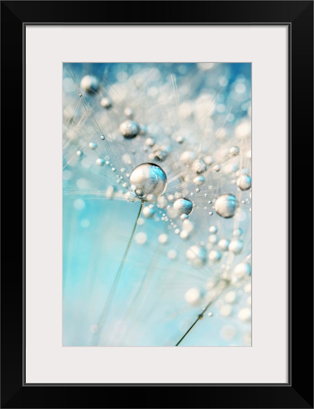 Dandelion seed with water droplets