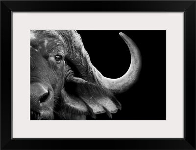 African Cape Buffalo - black and white photograph