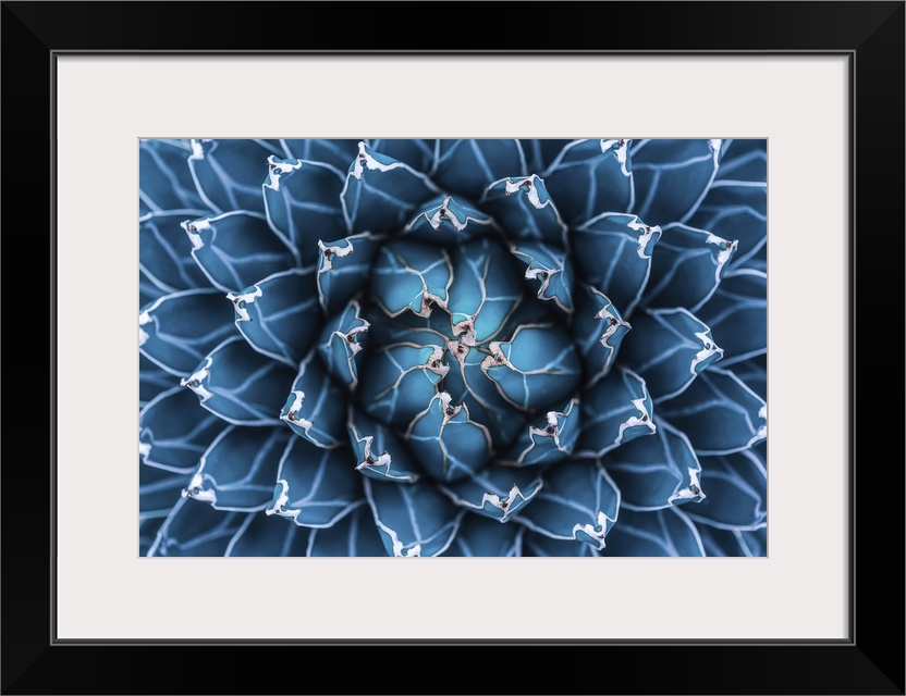 Agave cactus, abstract natural pattern background, dark blue toned.