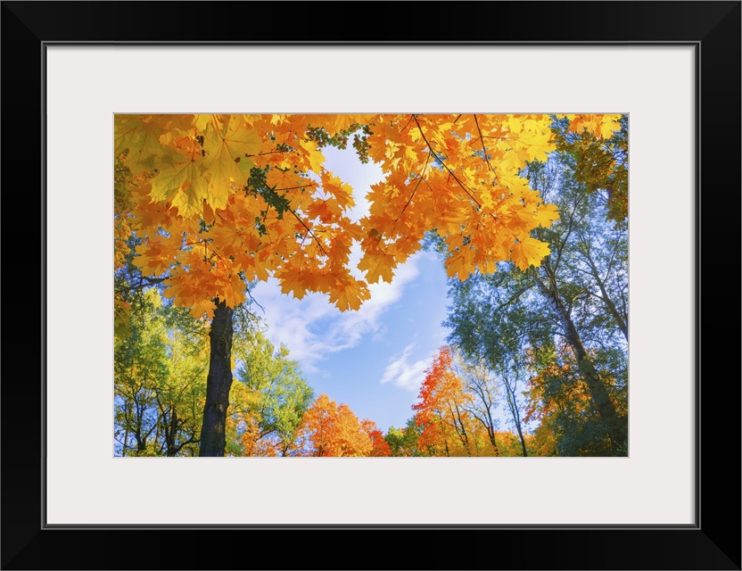 Autumn Landscape With Red, Yellow, And Orange Foliage