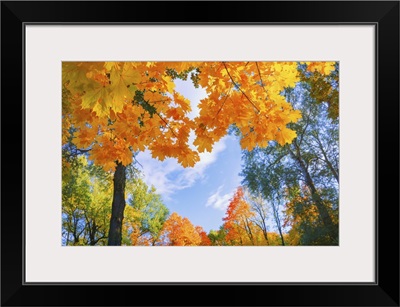 Autumn Landscape With Red, Yellow, And Orange Foliage