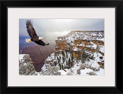 Bald eagle flying above grand canyon