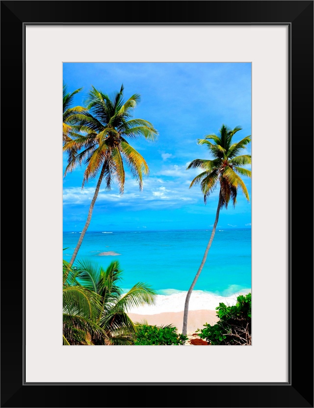 Topical Palms at Bottom Bay, Barbados, Caribbean Bottom Bay is one of the most beautiful beaches on the Caribbean island o...