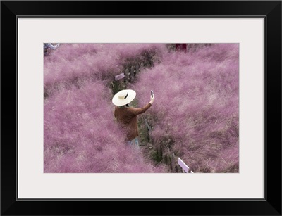 Beautiful Pink Hairawn Muhly Landscape, Republic Of Korea