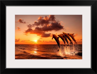 Beautiful sunset with dolphins jumping out of the water