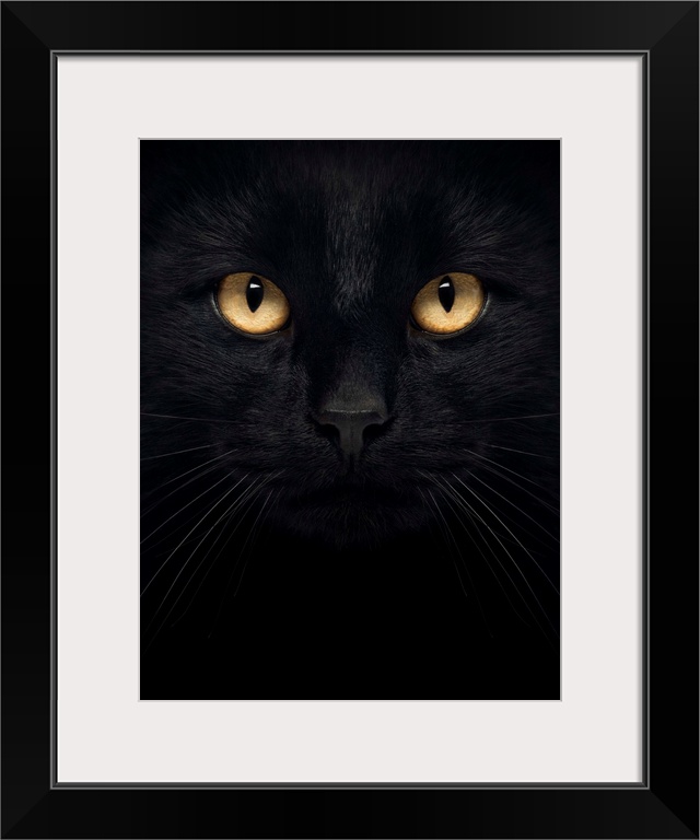 Close-up of a Black Cat looking at the camera, isolated on white