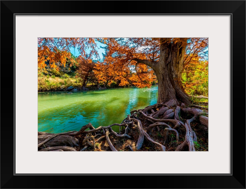 Intricate Intertwined Gnarly Cypress Tree Roots with Beautiful Fall Foliage on the Banks of the Guadalupe River at Guadalu...