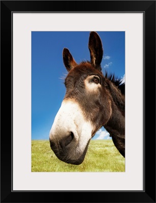 Closeup of a donkey in field