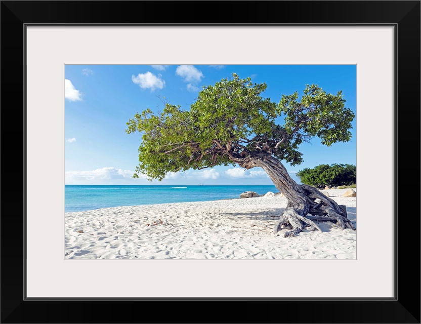 Divi divi tree on Aruba island beach in the Caribbean.