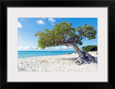 Divi divi tree on Aruba beach