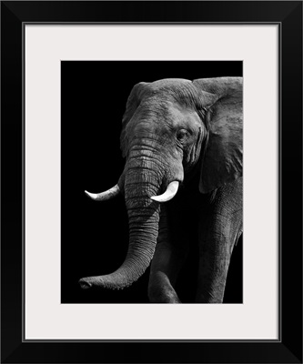 Elephant - Black and White