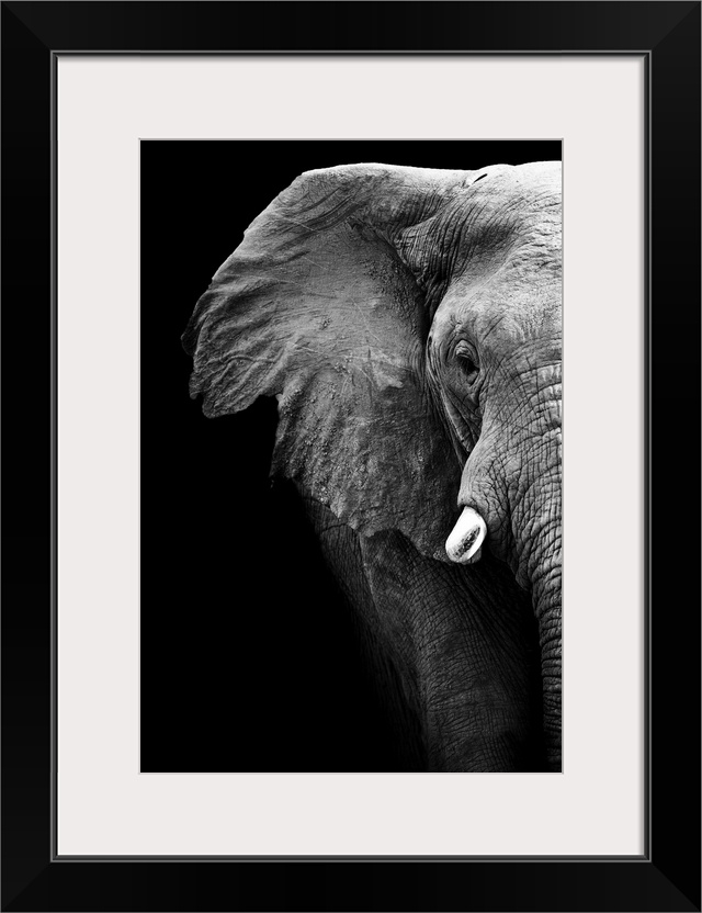 Artistic Black And White Elephant