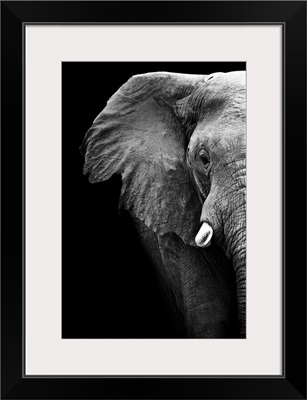 Elephant - Black and White