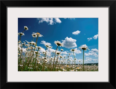 Field Of Daisies