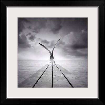Freedom - black and white photograph