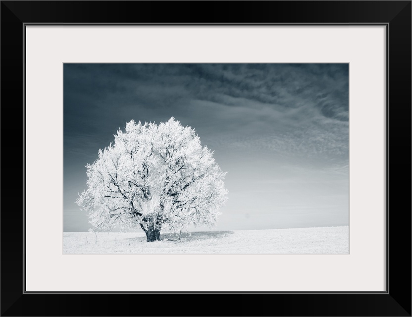 Frozen tree on a winter field with a blue sky.