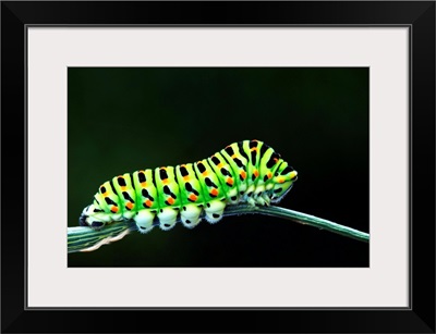 Green Caterpillar on stem