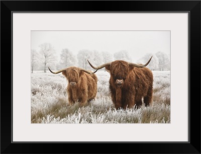 Hairy Scottish Highlanders In Winter, The Netherlands