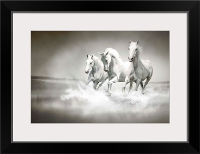 Herd of White Horses Running Through Water