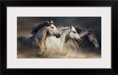 Horses Gallop In Desert Dust