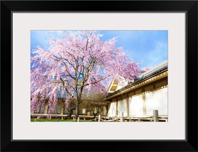 Japanese Cherry Blossom With A Traditional House