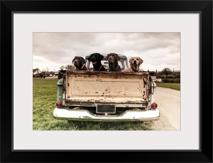 Four Labradors in the back of a vintage truck.