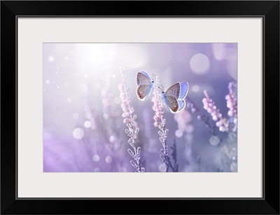 Lavender Flowers And Two Butterflies In Rays Of Summer Sunlight