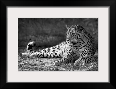 Leopard - black and white photograph