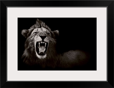 Lion Displaying His Teeth - black and white photograph