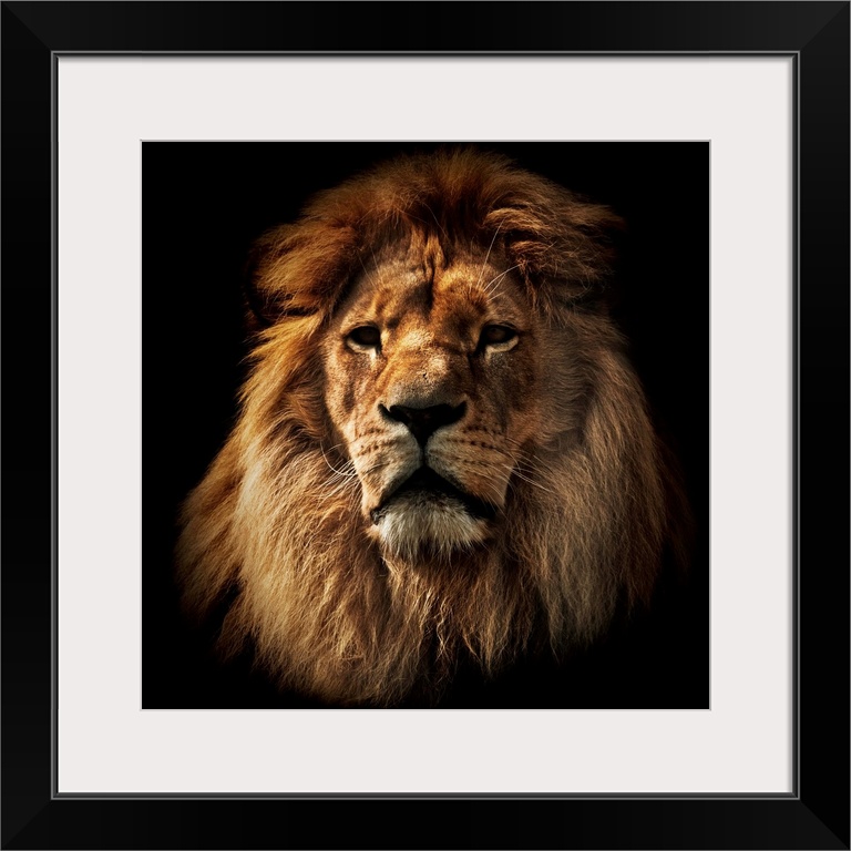 Lion portrait on black background. Big adult lion with rich mane.